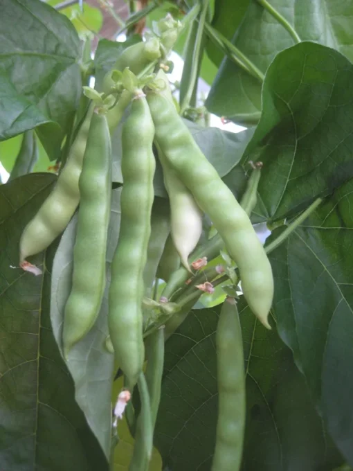 Logan County Greasy Cut-short Heirloom Bean