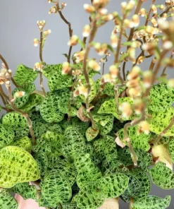 Macodes petola - Rare Jewel Orchid, Golden Sparkling Leaves, Rooted 2.5