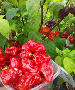 Maldivian Heart x Purple Bhut (C. chinense) Hot Pepper Seeds (20 seeds)