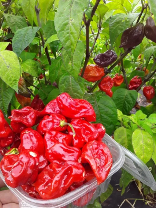 Maldivian Heart x Purple Bhut (C. chinense) Hot Pepper Seeds (20 seeds)