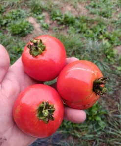 Mannon's Majesty Tomato Seeds WV '23 Non-hybrid Tomato (30 seeds)