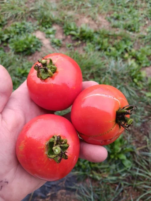 Mannon's Majesty Tomato Seeds WV '23 Non-hybrid Tomato (30 seeds)