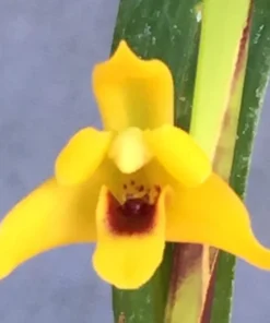 Maxillaria tenuifolia 'Yamada' AM/AOS. Yellow Coconut Orchid. Rooted Plant Shipped in 2.5" Pot