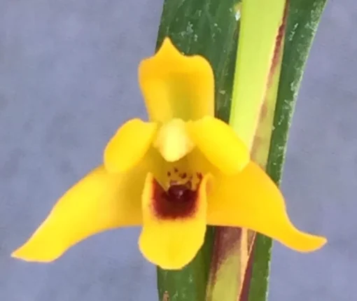 Maxillaria tenuifolia 'Yamada' AM/AOS. Yellow Coconut Orchid. Rooted Plant Shipped in 2.5" Pot