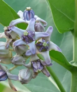 Milkweed Live Plant – 8-12 Inches Tall, Hardy Flowering Shrub in Half-Gal Pot