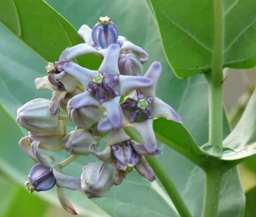 Milkweed Live Plant – 8-12 Inches Tall, Hardy Flowering Shrub in Half-Gal Pot