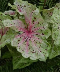 Miss Muffet Caladium Bulbs (2 Pack) – Chartreuse Pink Spots