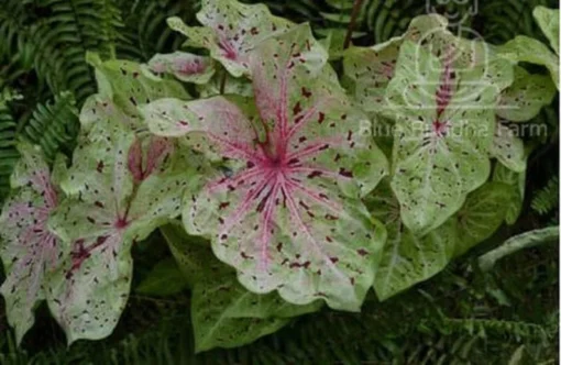 Miss Muffet Caladium Bulbs (2 Pack) – Chartreuse Pink Spots