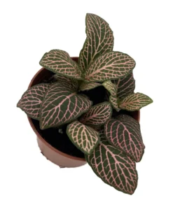 Mistral Fittonia Nerve Plant 2.5" Pot with Pink Veins Easy House Plant