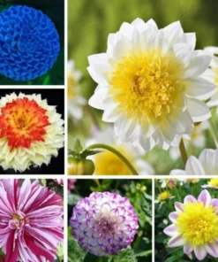 Mix Dahlia Seeds, 20 Seeds