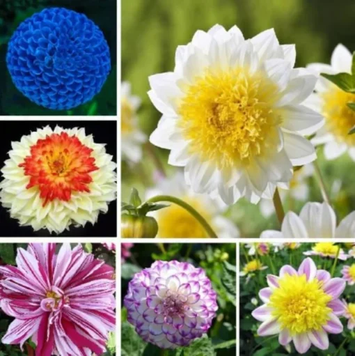 Mix Dahlia Seeds, 20 Seeds