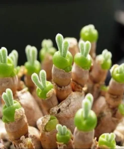 Monilaria Obconica Bunny Seeds, Succulents Seeds, 50 Seeds