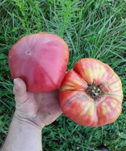 Mortgage Lifter Heirloom Tomato (30 Seeds)