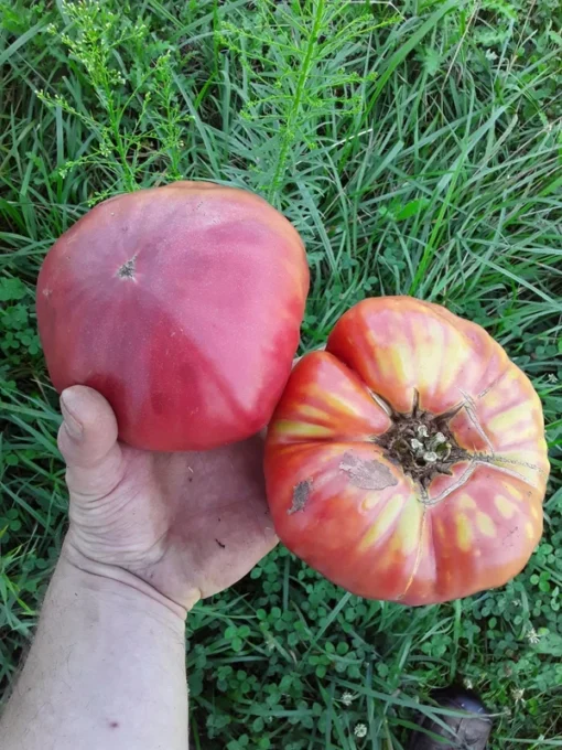 Mortgage Lifter Heirloom Tomato (30 Seeds)