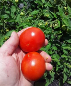 Mountain Princess Heirloom Tomato (30 Seeds)