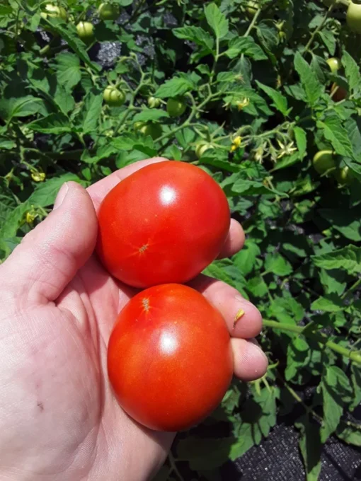 Mountain Princess Heirloom Tomato (30 Seeds)