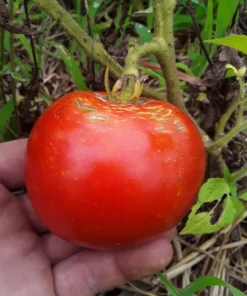 Mountaineer Delight Tomato Seeds