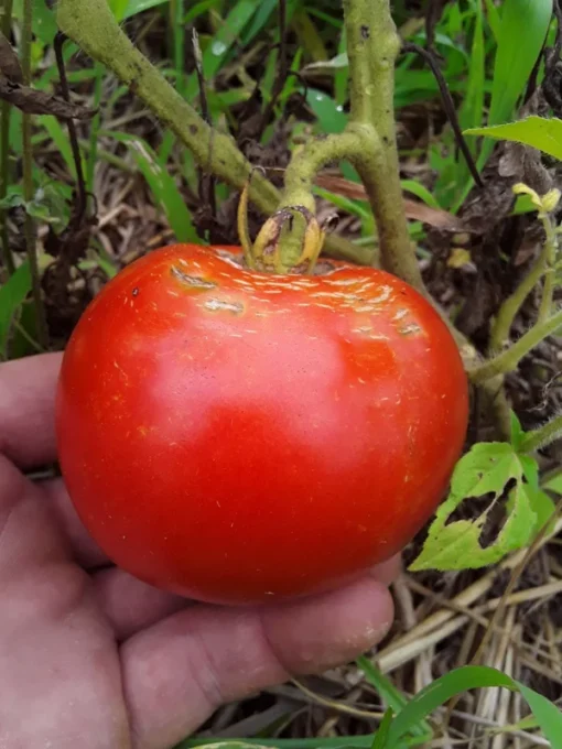 Mountaineer Delight Tomato Seeds