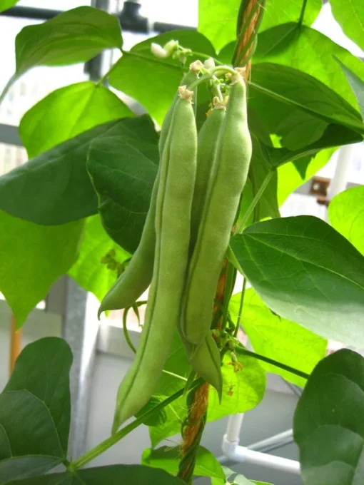 Mountaineer Half-runner Bean (30 Seeds)