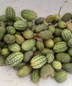 Mouse Melon (Mexican Sour Gherkin) (30 Seeds)