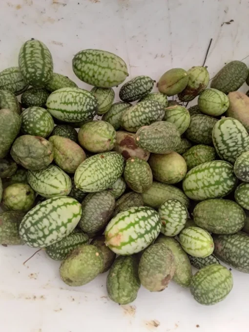 Mouse Melon (Mexican Sour Gherkin) (30 Seeds)