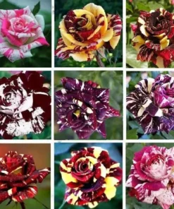 Multi-Color Rose Seeds, Double Petal Rose, 50 Seeds