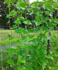 Non-tough Half-runner Bean (30 Seeds)