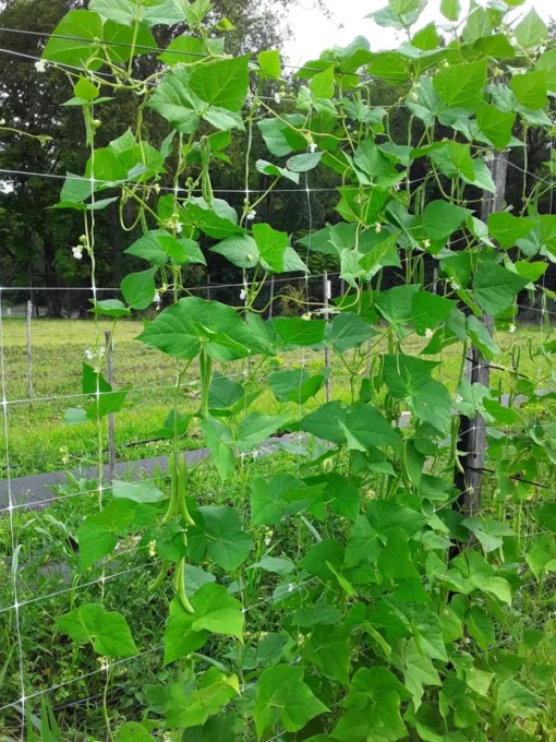 Non-tough Half-runner Bean (30 Seeds)