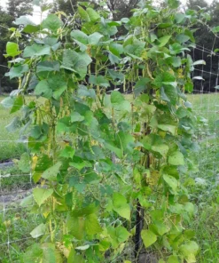 North Carolina Long Greasy Bean (30 Seeds)