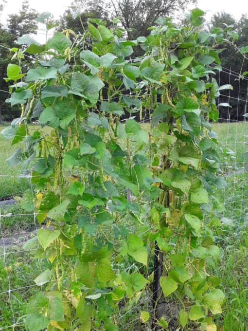 North Carolina Long Greasy Bean (30 Seeds)