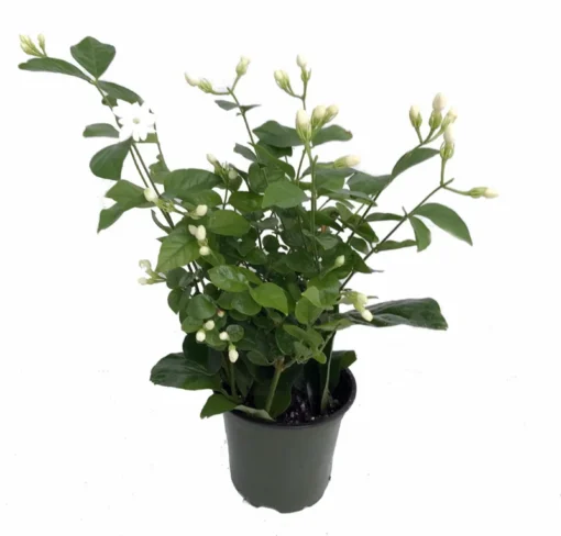 Ohio Grown Jasmine Live Plant in 4" Pot – Arabian Tea Jasmine - Jasminum Sambac Maid of Orleans Jasmine Plant