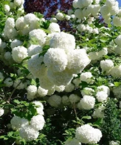 Old Fashion Snowball Bush Quart | Hardy Viburnum with White Blooms