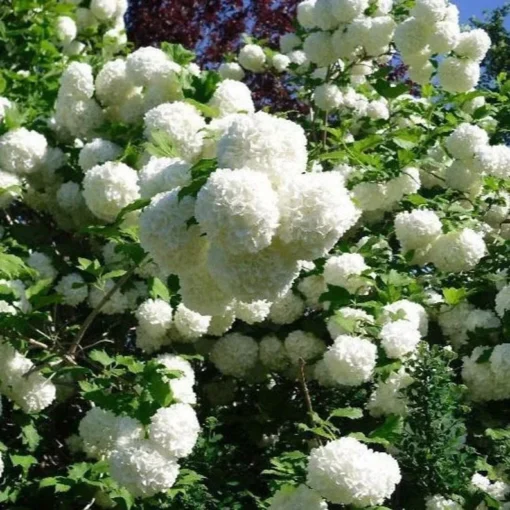 Old Fashion Snowball Bush Quart | Hardy Viburnum with White Blooms