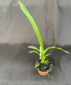 Oncidesa Gower Ramsey, The Dancing Lady Orchid, Rooted Plant Shipped in 2.5