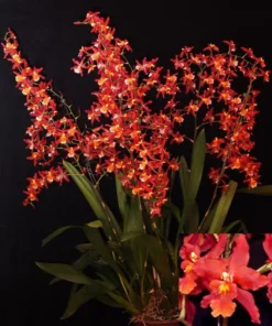 Oncidium Pacific Panache Fireside Fever Orchid Live Plant 2.5