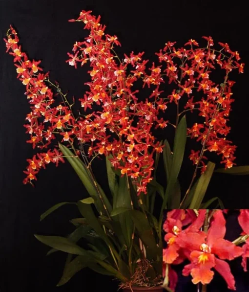 Oncidium Pacific Panache Fireside Fever Orchid Live Plant 2.5" Pot | Vibrant Red & Gold Blooms