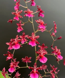 Oncidium Sharry Baby 'Red Fantasy' Orchid - Fragrant Red Blooms, 2.5