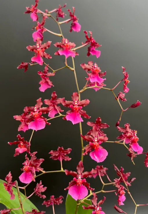 Oncidium Sharry Baby 'Red Fantasy' Orchid - Fragrant Red Blooms, 2.5" Pot, Chocolate Scent