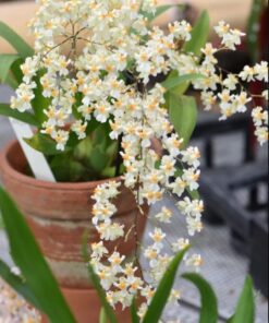 Oncidium Twinkle ‘Fantasy’ Miniature Orchid, Shipped in 2.5″ Pot