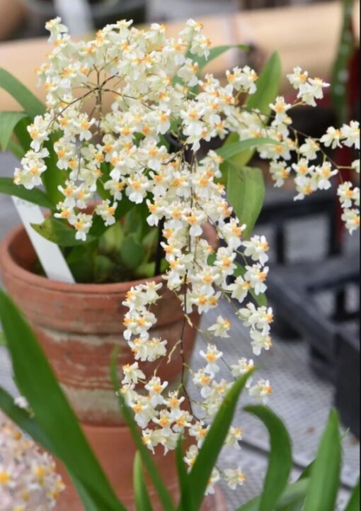 Oncidium Twinkle ‘Fantasy’ Miniature Orchid, Shipped in 2.5″ Pot