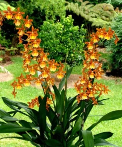 Oncostele Catatante 'Kilauea Karma' Oncidium Type Orchid Plant Shipped in 3