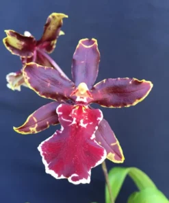 Oncostele Wildcat 'Bobcat' Oncidium Type Orchid Plant, Shipped in 2.5" Pot.