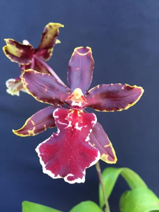 Oncostele Wildcat 'Bobcat' Oncidium Type Orchid Plant, Shipped in 2.5" Pot.