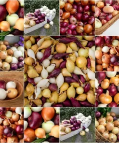 Onion Mix Vegetable Mixed Rare Herb Plant Heirloom Garden Seed 50 Seeds