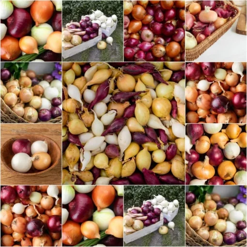 Onion Mix Vegetable Mixed Rare Herb Plant Heirloom Garden Seed 50 Seeds