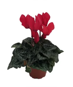 Optimized Title: Red Persian Violet Cyclamen Live Plant in 2.5