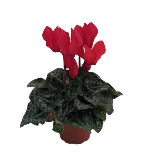 Optimized Title: Red Persian Violet Cyclamen Live Plant in 2.5" Pot – Blooming Indoor Plant - Red Cyclamen Plant