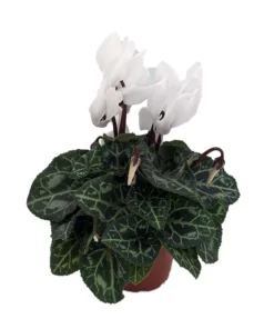 Optimized Title: White Cyclamen Live Plant in 2.5