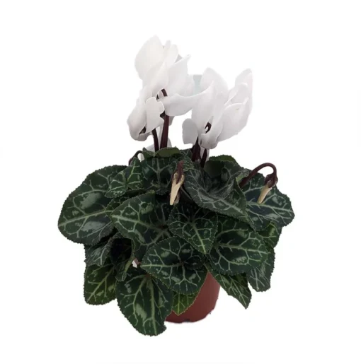 Optimized Title: White Cyclamen Live Plant in 2.5" Pot – Indoor Blooming Plant - Cyclamen Flower Plant