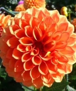 Orange Dahlia Seeds, 20 Seeds